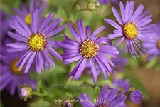 Aster amellus 'Breslau'
