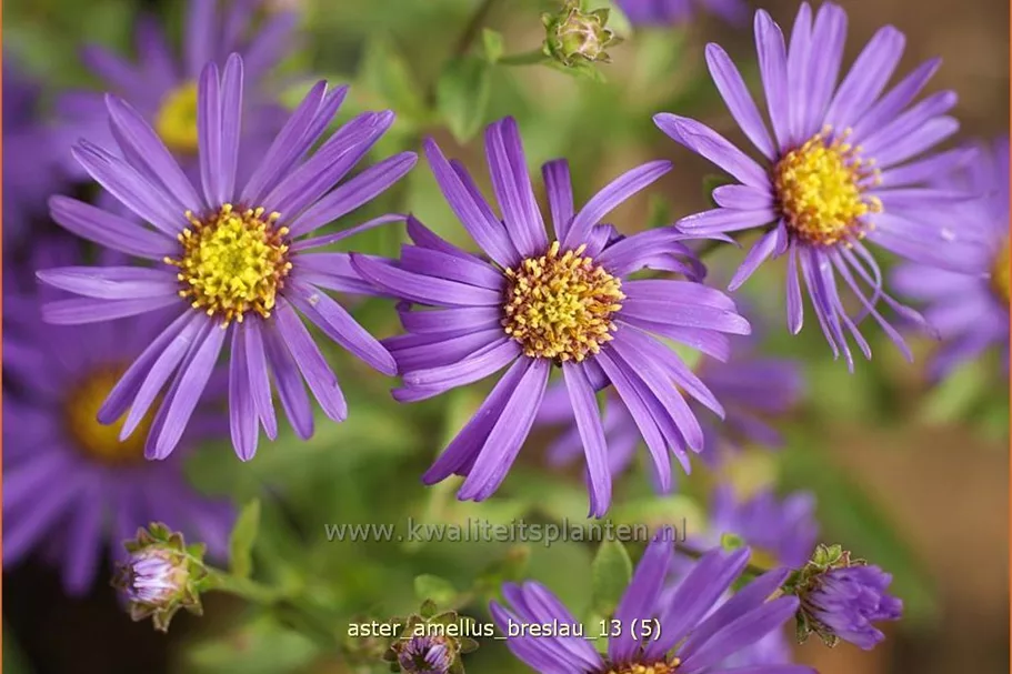 Aster amellus 'Breslau'