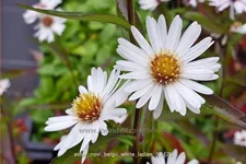 Aster novi-belgii 'White Ladies'