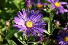 Aster amellus 'Breslau'
