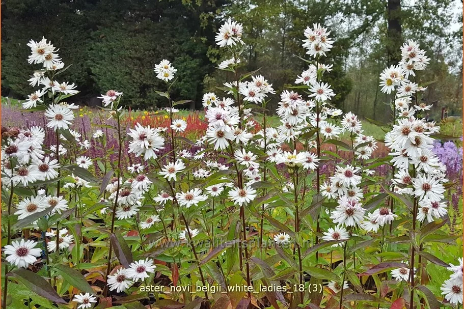 Aster novi-belgii 'White Ladies'