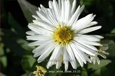 Aster novi-belgii 'White Ladies'