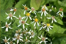 Aster macrophyllus 'Albus'