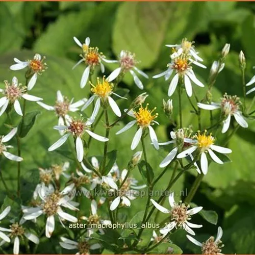Aster macrophyllus 'Albus'