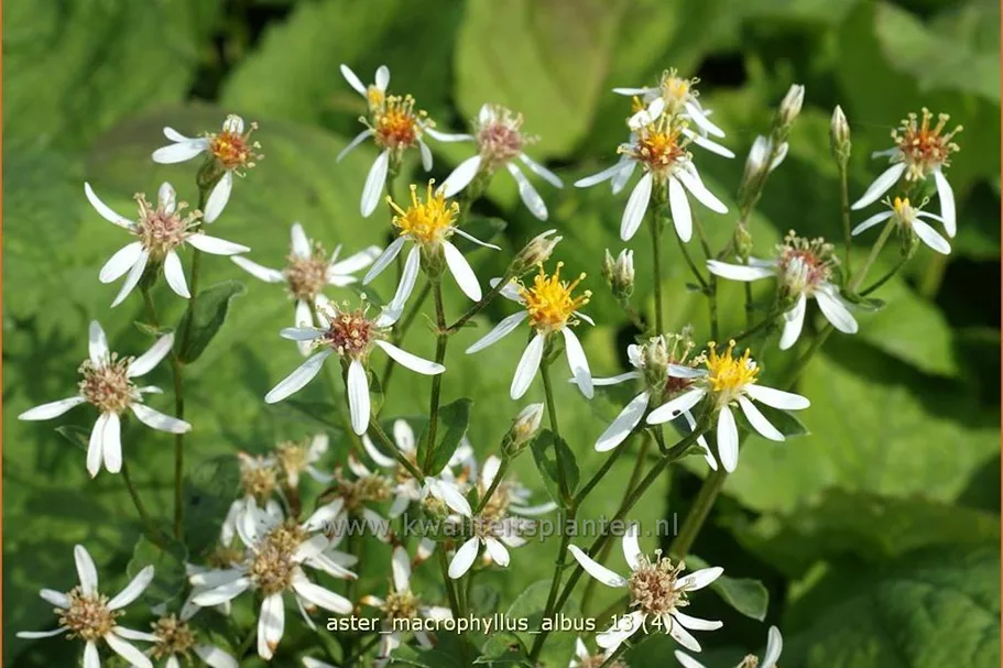 Aster macrophyllus 'Albus'