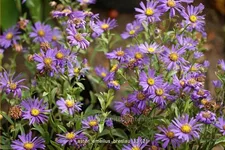 Aster amellus 'Breslau'