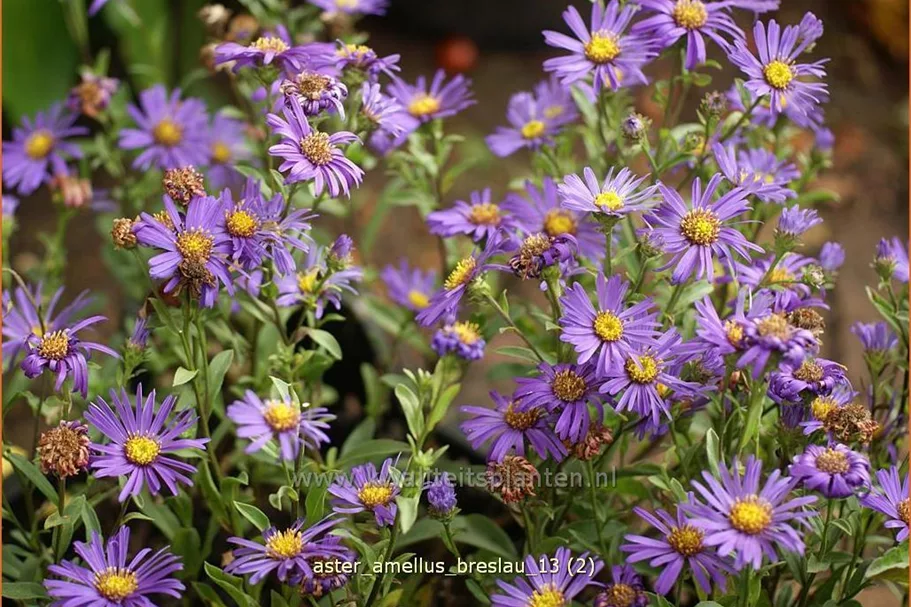 Aster amellus 'Breslau'