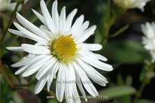 Aster novi-belgii 'White Ladies'