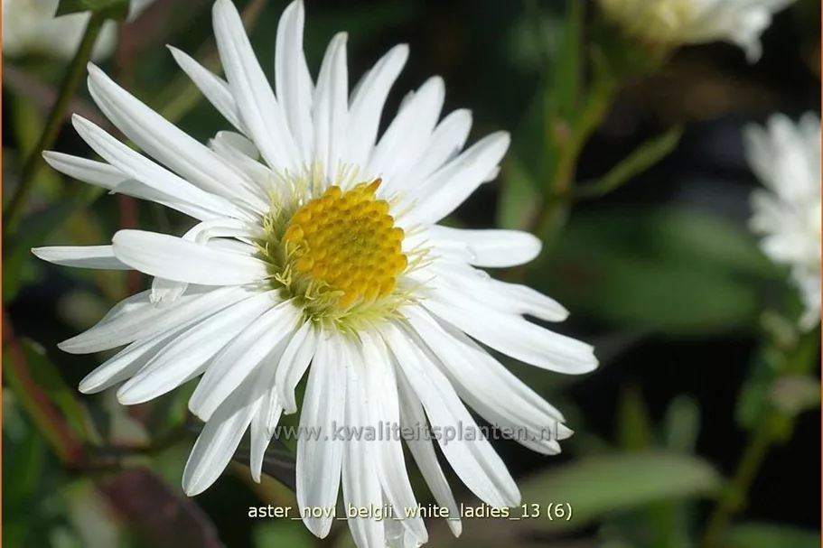 Aster novi-belgii 'White Ladies'