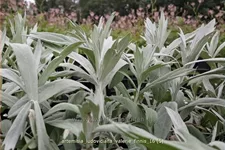 Artemisia ludoviciana var. albula 'Valerie Finnis'