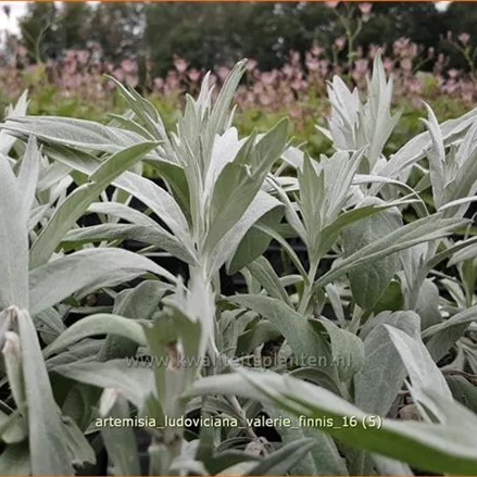 Artemisia ludoviciana var. albula 'Valerie Finnis'