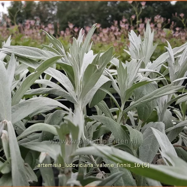 Artemisia ludoviciana var. albula 'Valerie Finnis'