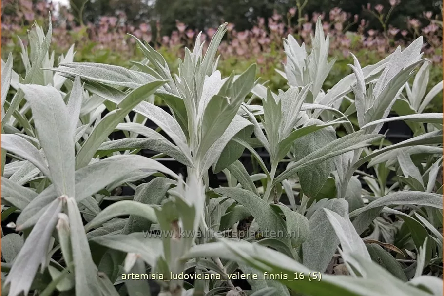 Artemisia ludoviciana var. albula 'Valerie Finnis'