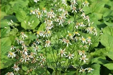 Aster macrophyllus 'Albus'
