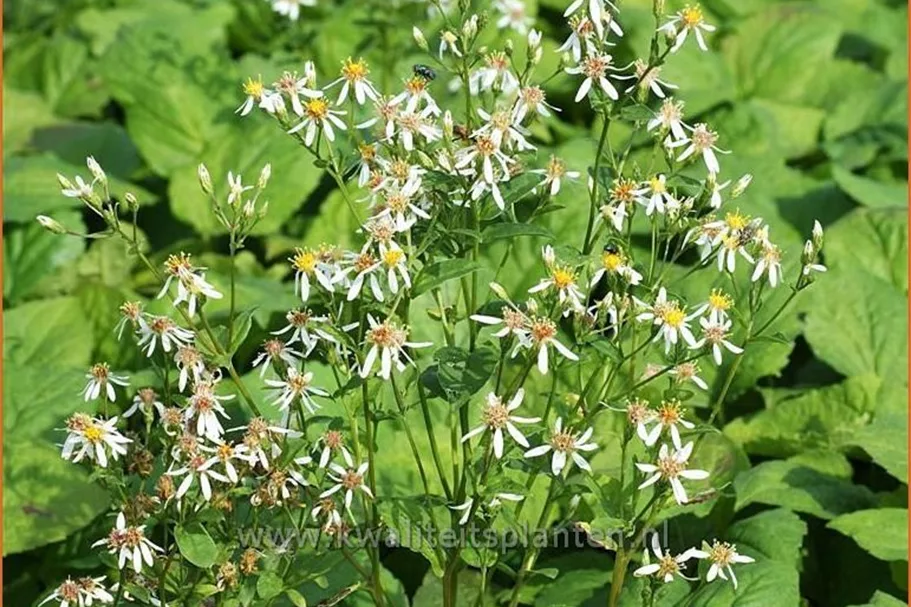 Aster macrophyllus 'Albus'