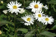 Aster novi-belgii 'White Ladies'