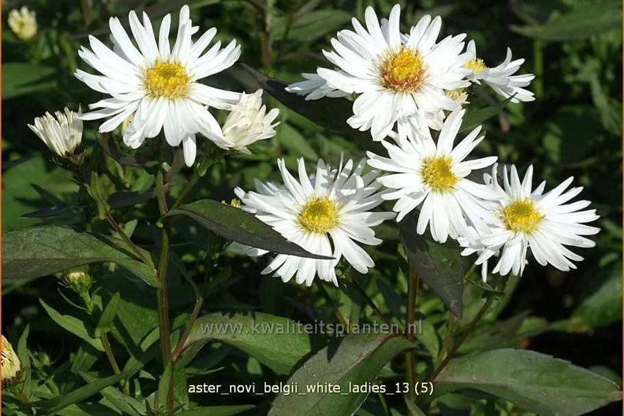 Aster novi-belgii 'White Ladies'
