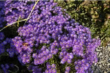 Aster amellus 'Breslau'
