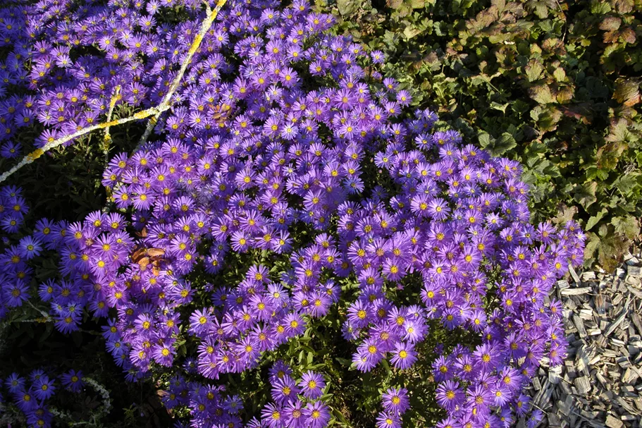 Aster amellus 'Breslau'