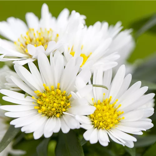 Aster novi-belgii 'White Ladies'