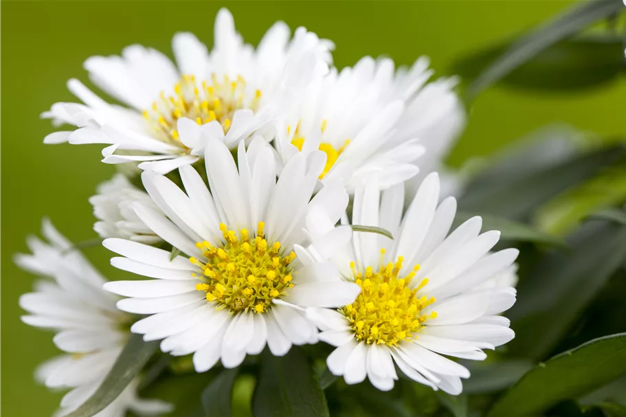Aster novi-belgii 'White Ladies'
