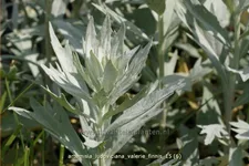 Artemisia ludoviciana var. albula 'Valerie Finnis'
