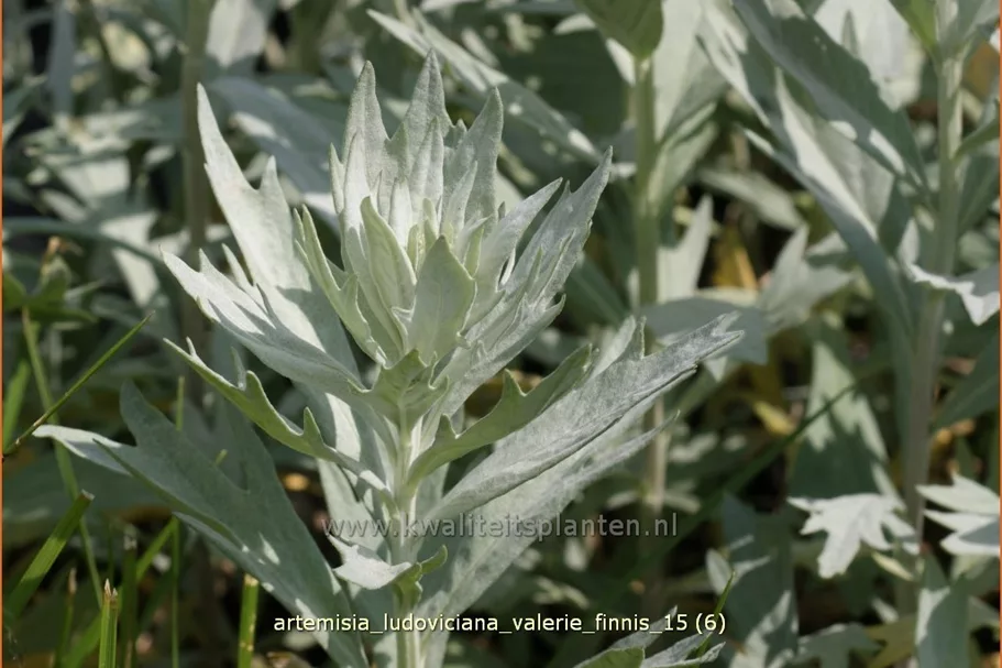 Artemisia ludoviciana var. albula 'Valerie Finnis'