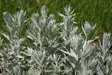 Artemisia ludoviciana var. albula 'Valerie Finnis'