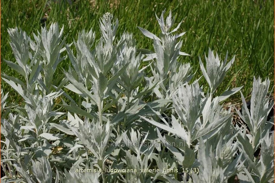 Artemisia ludoviciana var. albula 'Valerie Finnis'