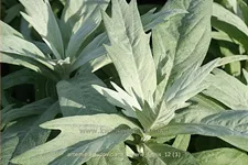 Artemisia ludoviciana var. albula 'Valerie Finnis'