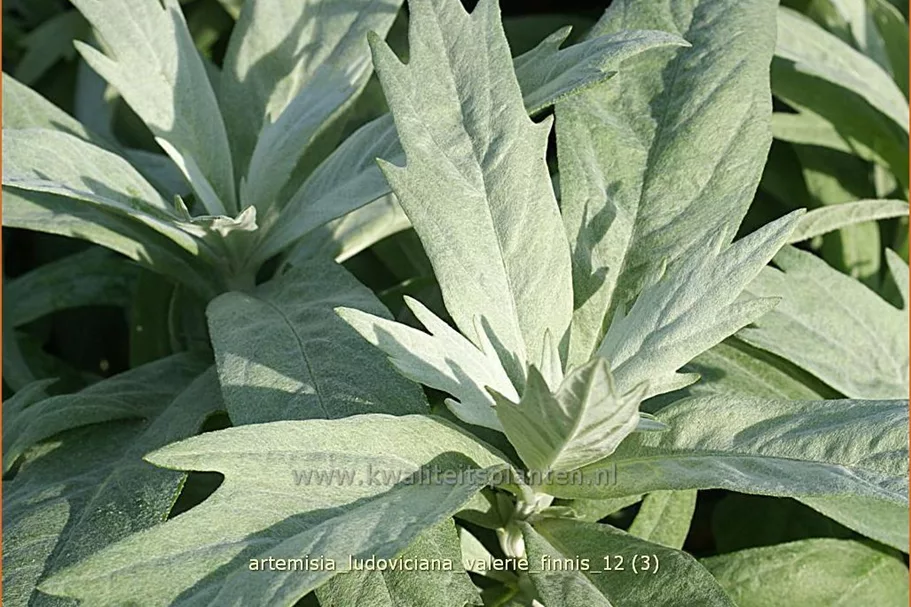Artemisia ludoviciana var. albula 'Valerie Finnis'