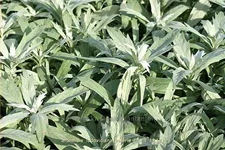 Artemisia ludoviciana var. albula 'Valerie Finnis'