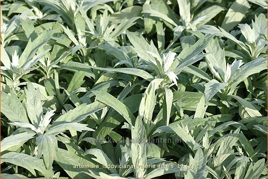 Artemisia ludoviciana var. albula 'Valerie Finnis'