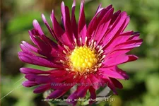 Aster novi-belgii 'Winston Churchill'