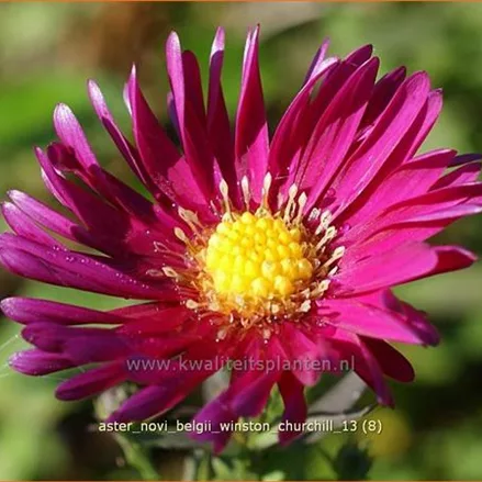 Aster novi-belgii 'Winston Churchill'