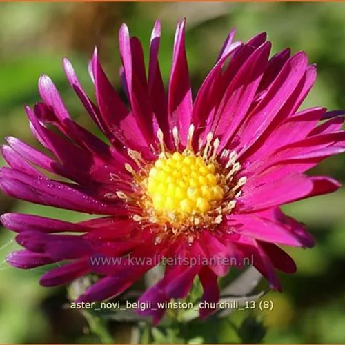 Aster novi-belgii 'Winston Churchill'