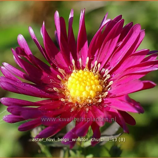 Aster novi-belgii 'Winston Churchill'