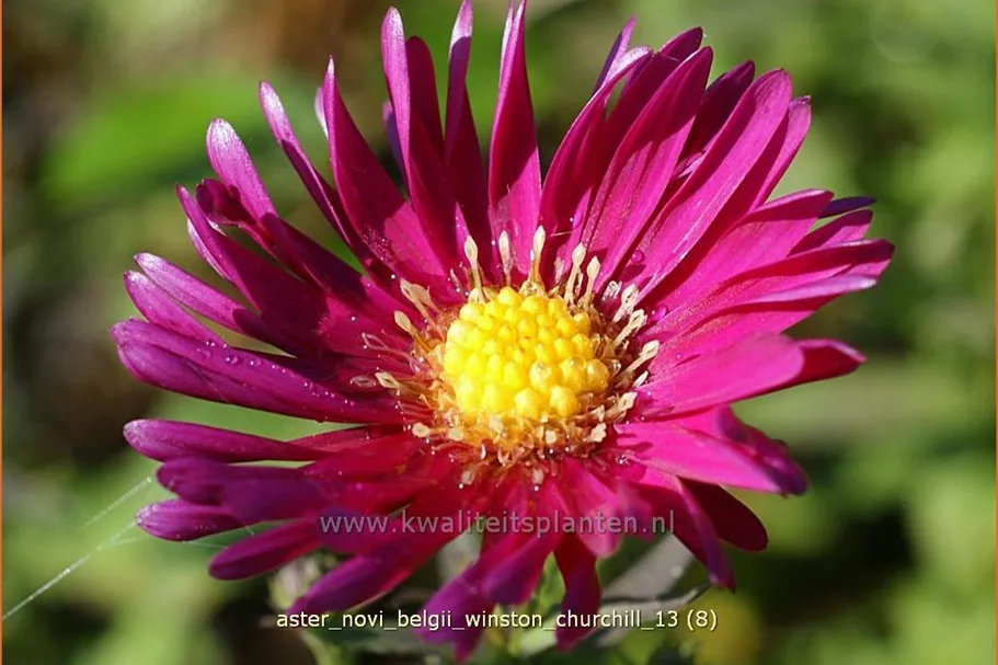 Aster novi-belgii 'Winston Churchill'