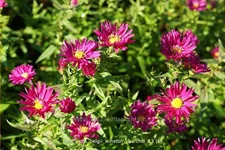 Aster novi-belgii 'Winston Churchill'