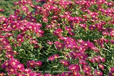 Aster novi-belgii 'Winston Churchill'