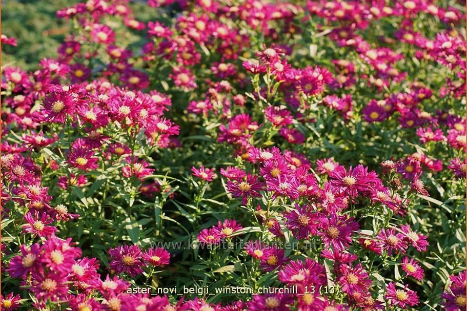 Aster novi-belgii 'Winston Churchill'