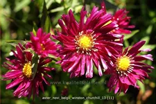 Aster novi-belgii 'Winston Churchill'