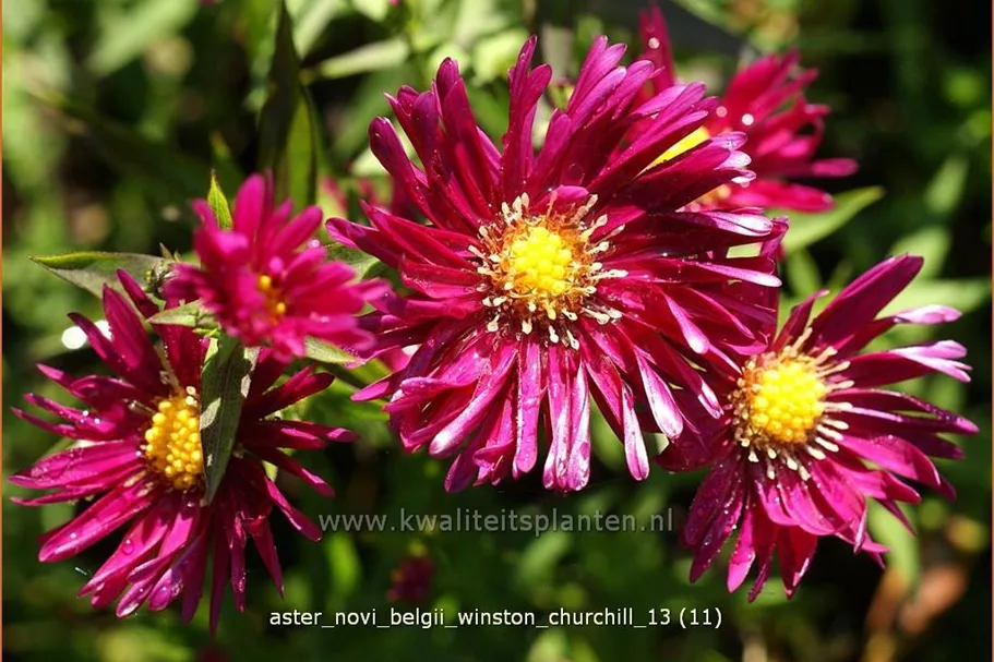 Aster novi-belgii 'Winston Churchill'