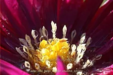 Aster novi-belgii 'Winston Churchill'