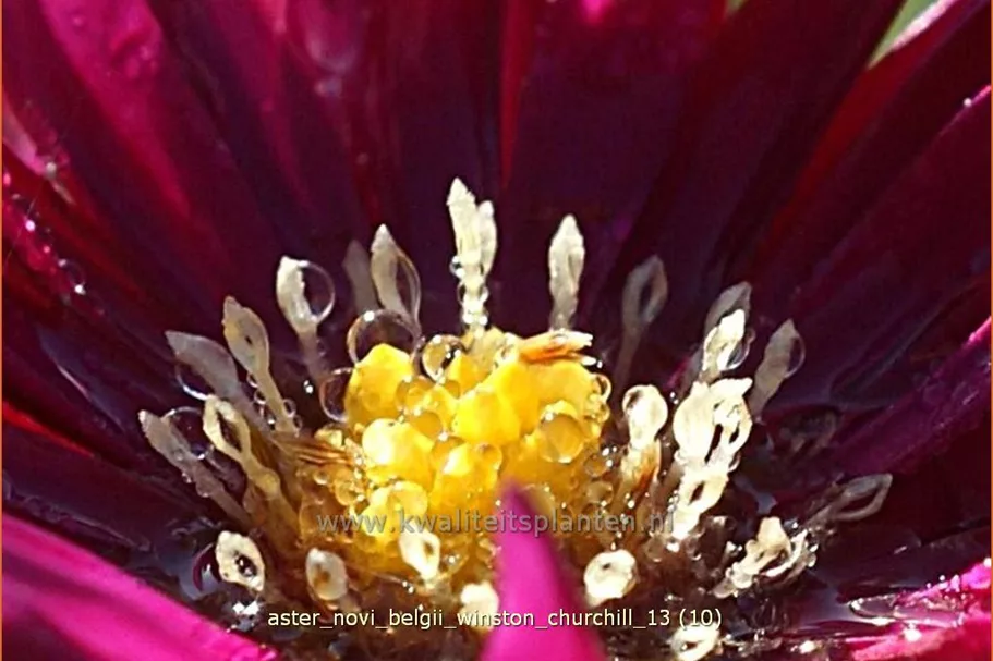 Aster novi-belgii 'Winston Churchill'