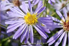 Aster macrophyllus 'Twilight'