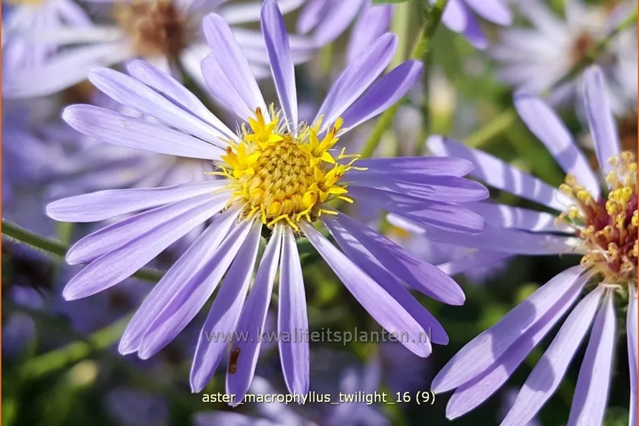 Aster macrophyllus 'Twilight'