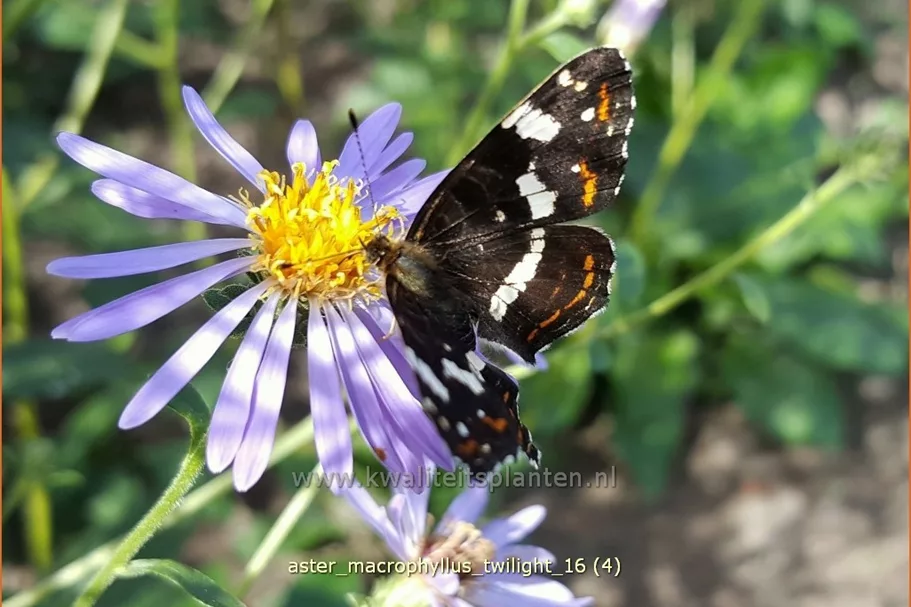 Aster macrophyllus 'Twilight'