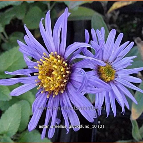 Aster amellus 'Glucksfund'