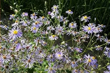 Aster macrophyllus 'Twilight'